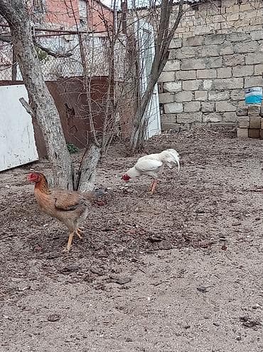 Гуси: Ağ rəngli xoruz – yerli həyətyanı təsərrüfatda yetişdirilib — 2