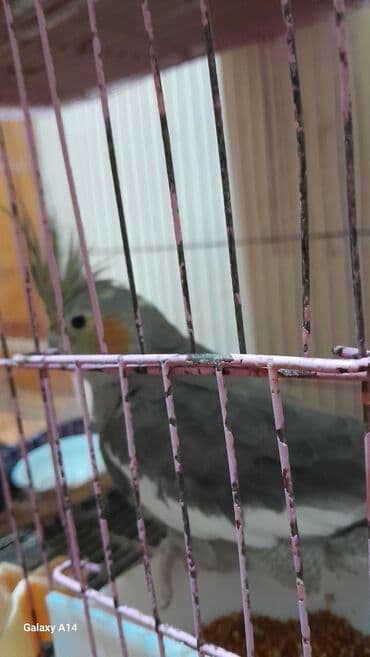 Gəmiricilər: Tutuquşu – boz-ağ bədən rəngi, sarı baş və yanaqlarda narıncı — 3