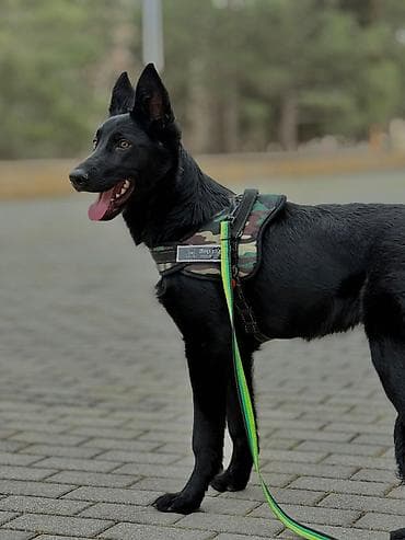 tuklu itler: Alman çoban iti, Peyvəndli — 6