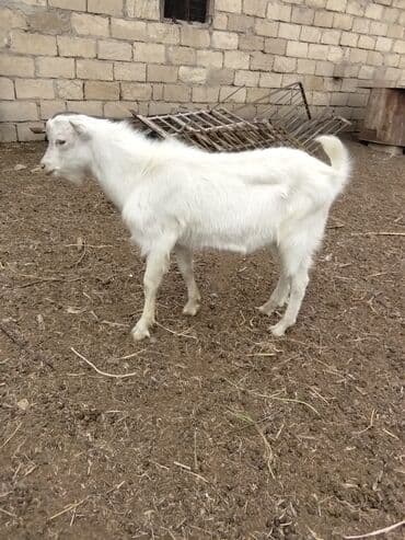 Inəklər, öküzlər: Keçilər dəsti satılır – ümumi 6 baş • 1 baş hələpnən × sanen dönməsi — 6