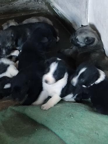 tap.az itlerin satisi: Alman çoban iti — 1