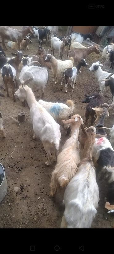 jersey cinsi: Erkək, il: 1, 20 kq, Südlük, Ünvandan götürmə — 2
