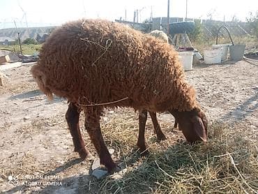 quzu: 3baş quzu var 1erkək diri 34 kq 1baş qala dişi bir baş Beyləqan dönmə — 1