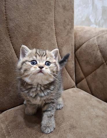 Pişiklər: Şotland yastı qulaq — 7