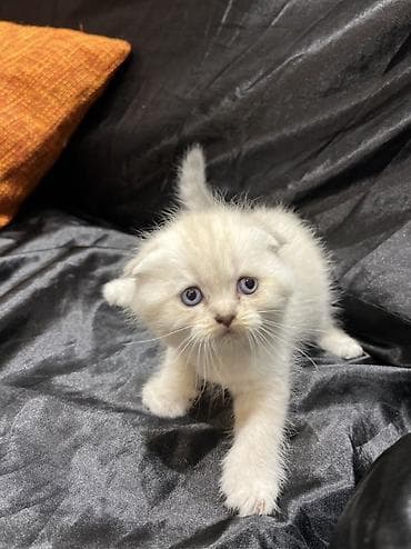 pişik sumkası: Şotland — 3