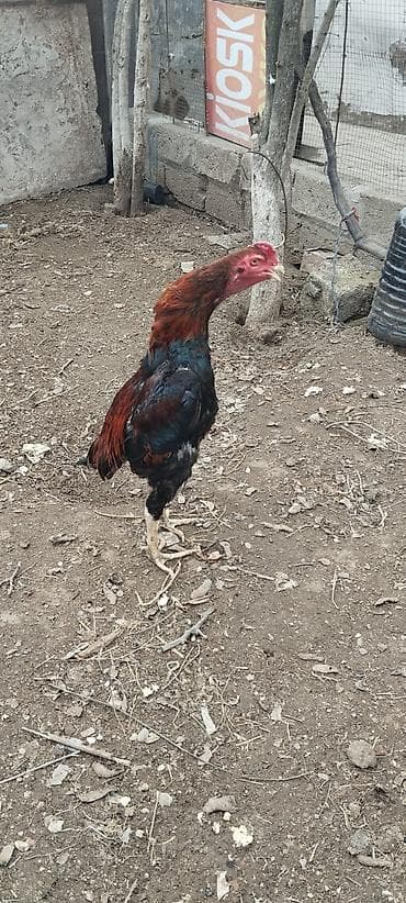 çin aslani: Toyuq, Damazlıq — 4