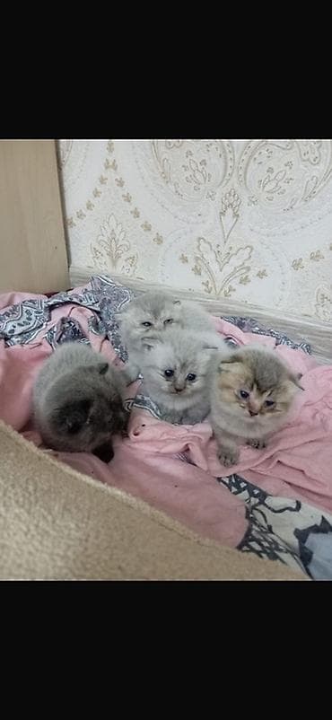 Британская — 4