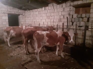 Disi danalar düyeler Ve Ana Bala inekler Opsi 11 ededdir qiymet 850