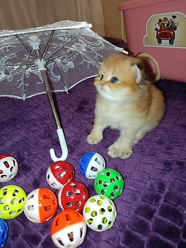 ev pişiyləri: Britan, Erkək, Yaxşı əllərə — 4