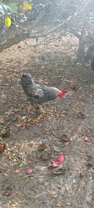 xoruzun nece rengi var: Xoruz, il: 1, Ödənişli çatdırılma — 7