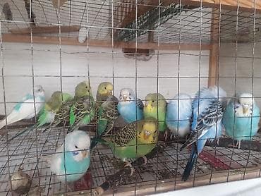 попугай ара цена: Quşlar 10azn fikri ciddi olan vatcapda yazsin sumqayìt — 2