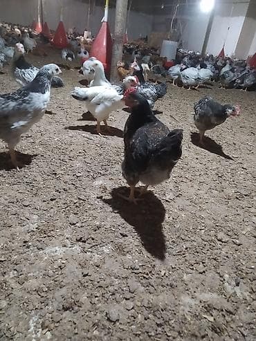 kənd toyuqlarının satışı: Toyuq, Yumurtalıq, Ünvandan götürmə — 2