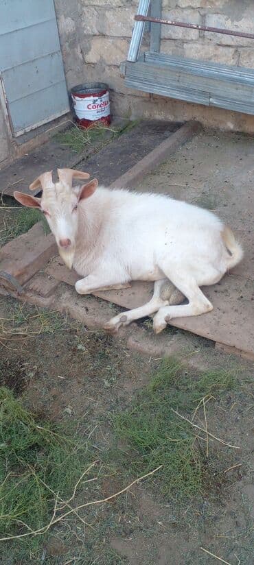 bmw 1 серия m135i at: 1il 2 aylıqdı — 6