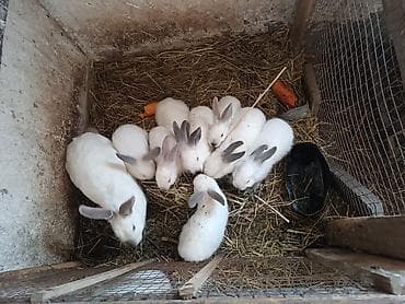 dovşam: Məhsul: Dovşanlar (saf təsərrüfat yetişdirməsi) Təsvir: - Ağ tüklü — 1