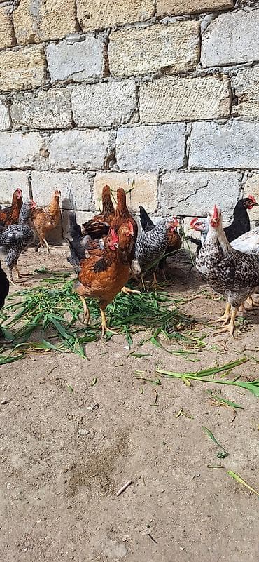 fireng toyuqu: Toyuq, Yumurtalıq, Ödənişli çatdırılma — 4