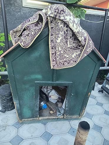 haski iti: Salam it evi satılır əla vəziyyətdədir qiyməti 150 manat — 2