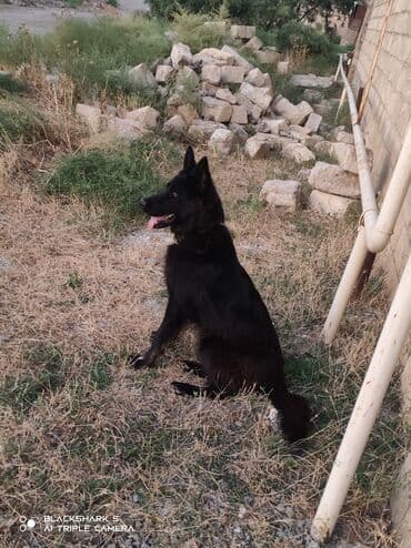 немецкие овчарки купить: Немецкая овчарка, 1 год, Самка, Самовывоз — 2