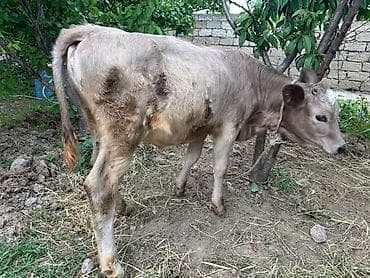 karpat ana arı: 1 qarin dogub. 22 litr süd verir. Tam sağlam heyvandi. Ünvan Mastaga — 4