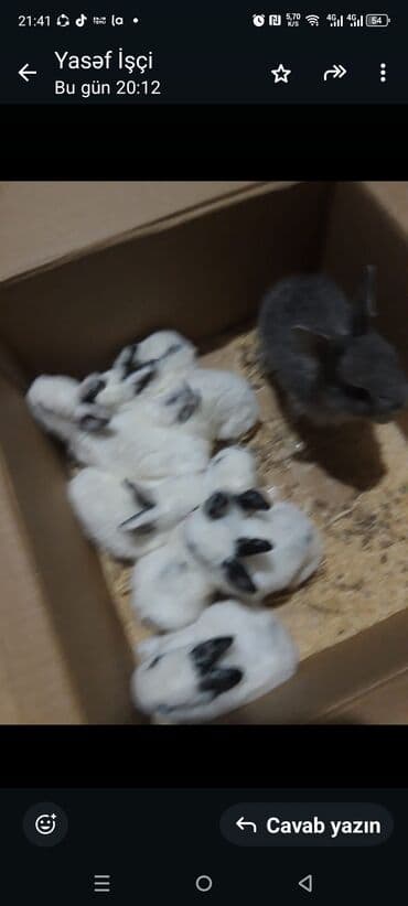 Digər heyvanlar: Dovşan yemi 1kq 2azn Bala Dovşanlar 5-azn Tək tək satışı 10 azn — 7