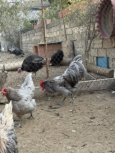 coban iti satilir: Məhsul: Safqan xoruzlar Təsvir: - Şəkillərdə müxtəlif rəngli, iri — 3