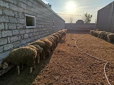 it ucun qurd dermani: Qoyun sürüsü satılır - Növ: yerli ətlik-yunlu qarışıqlar - Say — 3