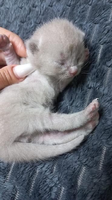 disi it adlari: Şotland — 5