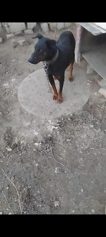 it balari: Doberman, Peyvəndli — 3