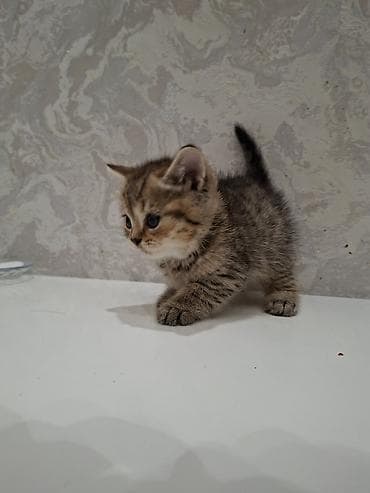 şinşila: Qızıl şinşilla, Erkək — 2