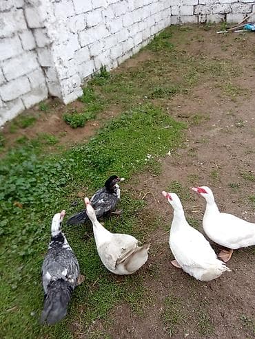 Toyuqlar: Macar ağ ordey lal satlir 3 erkey 8maya satlir munasib qiymete isdeyen — 4