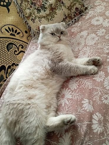 Şotland yastı qulaq, Erkək, Cütləşmə üçün, Ödənişli çatdırılma — 8