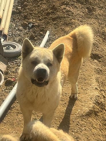 barter itlə: Akita-inu, 2 il — 3