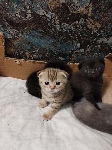 scotish fold: Şotland — 2