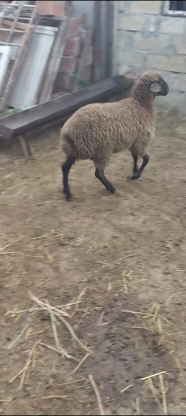 электрическая машинка для стрижки овец: Qurbanlig erkey quzudu diri çəksi 26 kilo — 5