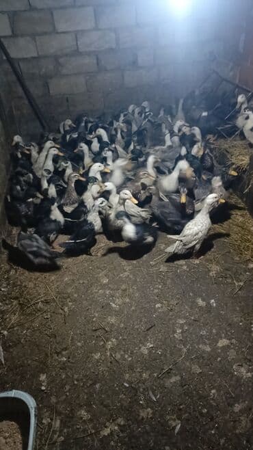 Inəklər, öküzlər: Satlıq ördəklər – qarışıq rəngli, sürü halında - Növ: ev ördəyi — 1