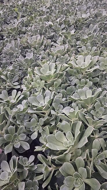 rozmarin bitkisi: Sukulent (Echeveria tipli) – qara plastik dibçəklərdə - Bitki tipi — 5