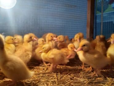 tısbağa balası: Ördək cücələri, Ətlik, Ünvandan götürmə, Ödənişli çatdırılma, Rayonlara çatdırılma — 5