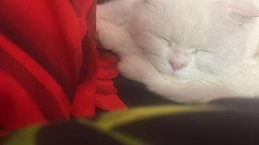 Pişiklər: Şotland yastı qulaq, Erkək, Ödənişli çatdırılma — 3