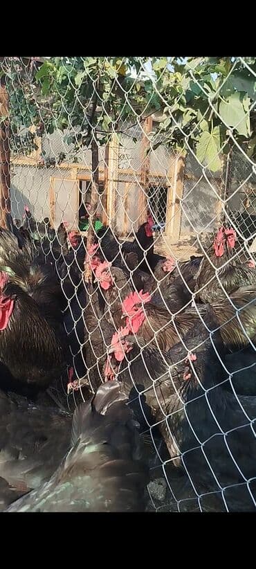 cuce dami: Alman cinsi australorp cücə və yumurta sifarişi qəbul olunur. bütün — 16