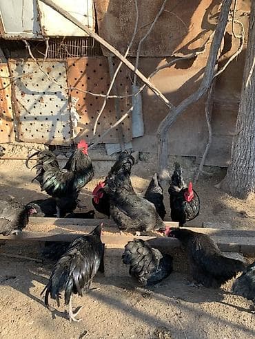 Pişiklər: Toyuq, Australorp, Damazlıq, Ünvandan götürmə — 2