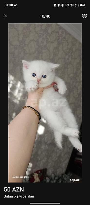 cins atlar: Şotland, Erkək, Dişi — 10