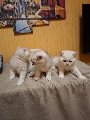 it pişik: Britan — 6