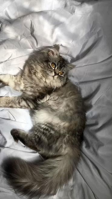 Dişi, Yaxşı əllərə