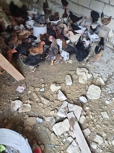 toyuq evi: Məhsul: Yerli ev toyuqları (qarışıq rəng və cinslər) Təsvir: - — 1