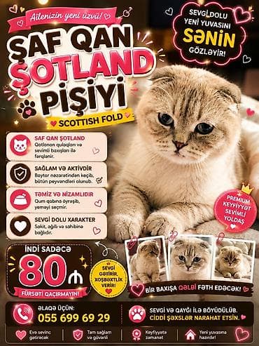 ucuz pitbul: Şotland yastı qulaq, Dişi, Yaxşı əllərə, Pulsuz çatdırılma — 1