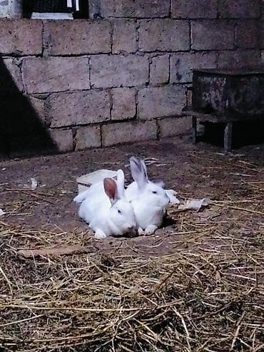 ev sicani: Ağ rəngli dovşanlar – qida və damazlıq üçün uyğun - Rəng: tam ağ — 3