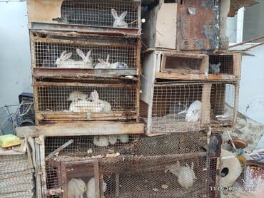 dovşan balası: Məhsul: Dovşanlar (ağ və boz rənglərdə), qəfəslərdə saxlanılır — 2