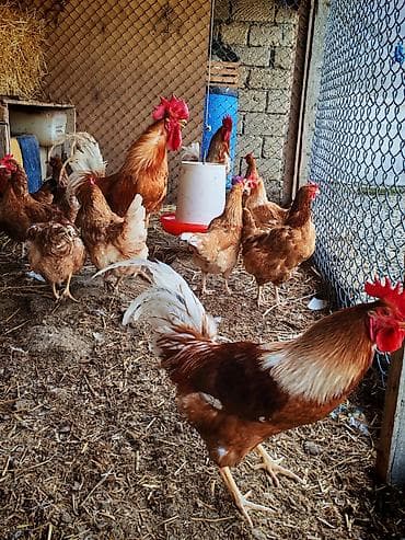 Inəklər, öküzlər: Toyuq, Yumurtalıq, Ünvandan götürmə — 6