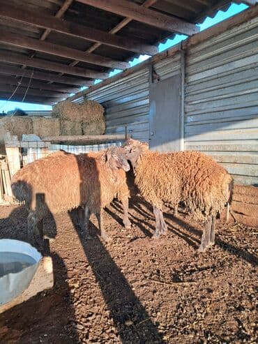 qoyun şəkli: Ətlik quzular diri çəkisi 9 m Biləsuvarda əlaqə — 7