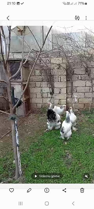 toyuq satılır: Toyuq, Brama, Damazlıq — 2