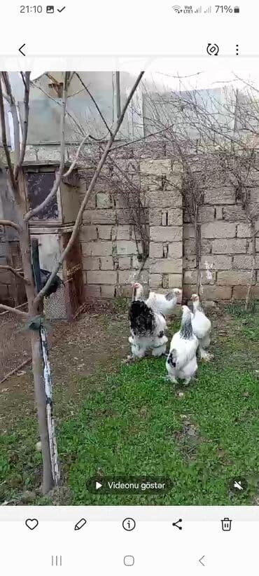 sumqayit liqorin: Курица, Liqorin, Brama, Для разведения, Самовывоз — 2